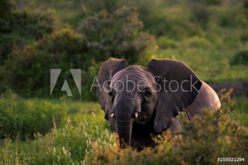 Picture of Elephant in field